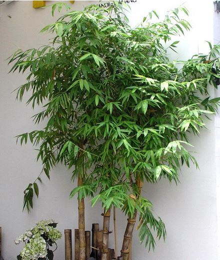 Cây tre và cây trúc có ɡì khác nhau 4