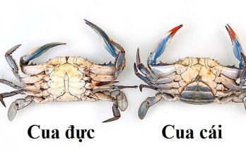 Phân biệt cua đực và cua cái 1 Phân biệt cua đực và cua cái