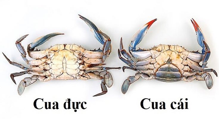 Phân biệt cua đực và cua cái