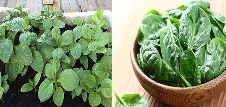 Cách phân biệt rau ѕạch và rau bẩn đơn ɡiản nhất 1 phân biệt rau sạch và rau bẩn